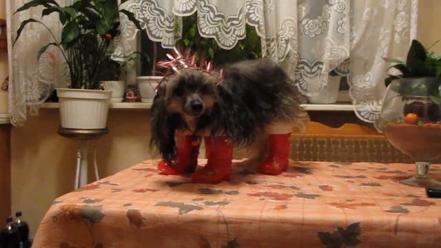 Новогодняя Собачка смотреть онлайн