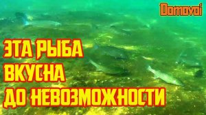 Стая Кефали на Волнорезе в Курортном Городке. Черноморская кефаль