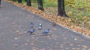 Белка и орех Саржин яр Харьков Squirrel and walnut Sarzhin yar Kharkov