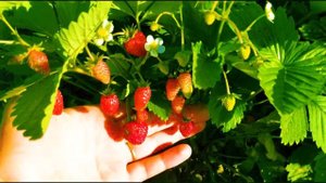 Земляника садовая. ПЛОДОНОСИТ ВСЁ ЛЕТО!!!