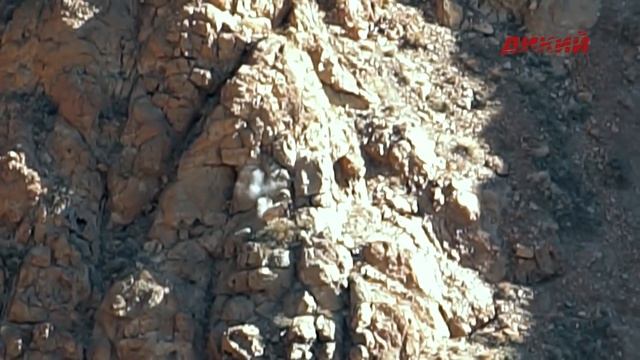 Горная охота Эдуарда Бендерского. Иран (часть 2). Безоаровый козерог. 2017. смотреть онлайн