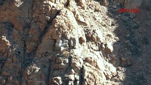 Горная охота Эдуарда Бендерского. Иран (часть 2). Безоаровый козерог. 2017.