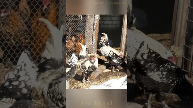 Серебро и Золото ПАВЛОВСКИЕ #куры Silver and Gold Pavlovskie #chickens Pavlusha #pavlovskie_chicken