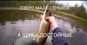 БОЛЬШИЕ ЩУКИ В КРОХОТНОМ ОЗЕРЦЕ.Рыбалка на живца.#10