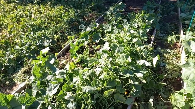 Хотели по ДАЧНОМУ КАЙФОВАТЬ и ОТДЫХАТЬ а ПОЛУЧИЛОСЬ как ВСЕГДА/Крылышки на костре/Цветник без Цвето смотреть онлайн