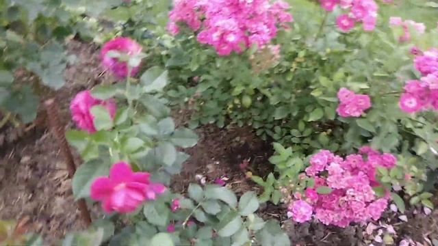 9 августа 2022 г. Почему розы поздно зацветают? Цветение роз, лилейников. смотреть онлайн