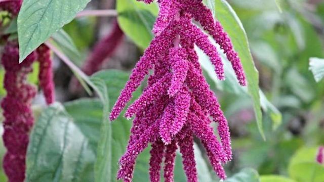 Вы до сих пор вбрасывайте амарант?: Почему важно сохранить семена этого растения смотреть онлайн