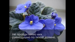 Песня о фиалках