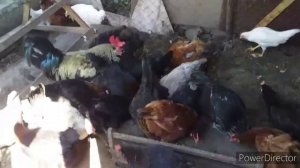 ?ЯЙЦЕНОСКОСТЬ Кур Летом в Жару❗ЗАЧЕМ Курам Несушкам АСПИРИН?/Как Давать Курам Аспирин!/Переезд на Ю