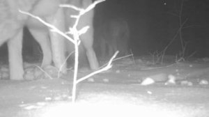 ???? волки фотоловушка