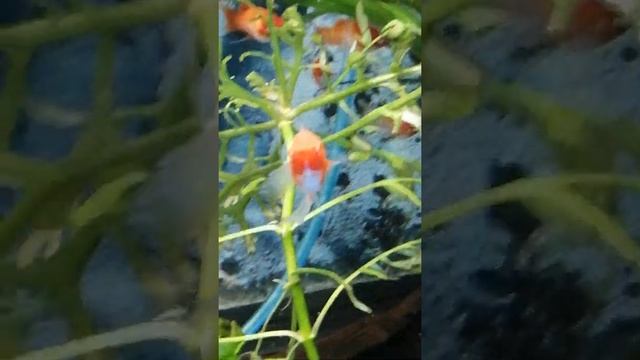 Меченосец мальборо кохаку смотреть онлайн