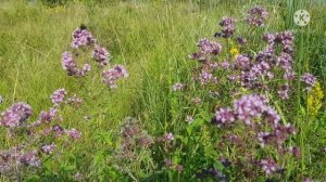 Душица или орегано. Действительно ли она негативно влияет на мужскую потенцию?