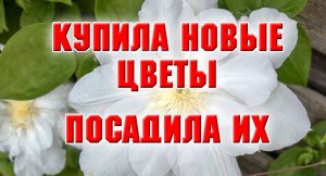 24 марта. Купила новые цветы и посадила их