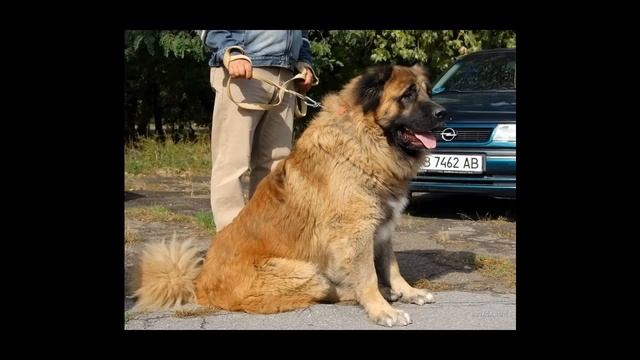 Кавказская овчарка vs Казахски Тобет смотреть онлайн