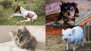 Учим и отгадываем детенышей животных с детьми | Малыши животных детям | Умняха