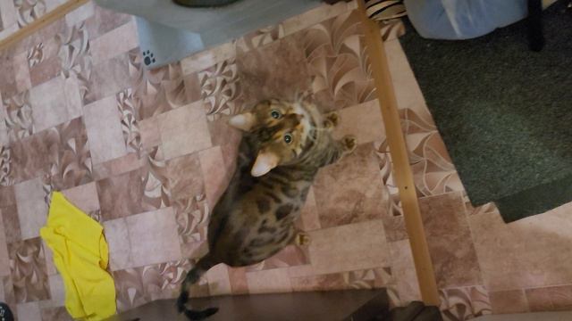 Вечно голодный кот смотреть онлайн