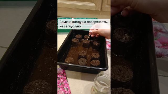 Как посеять петунию на рассаду #петуния #рассада #чернаяножка #корневыегнили #стимуляторыроста