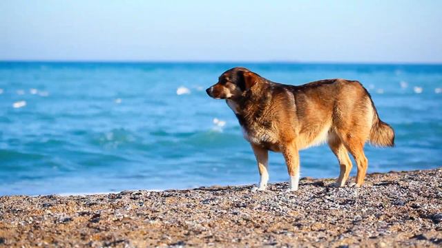 Dog Music & Dog TV: Videos to Entertain & Chill Dog Out - Separation Anxiety Busting Song for Dogs! смотреть онлайн