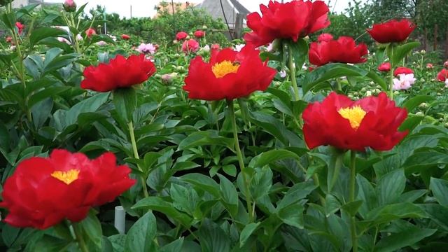 Пион Mackinac Grand. Май 2018 смотреть онлайн