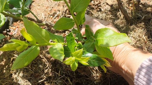Что делать, если сломались или отмерзли ветки у голубики? смотреть онлайн