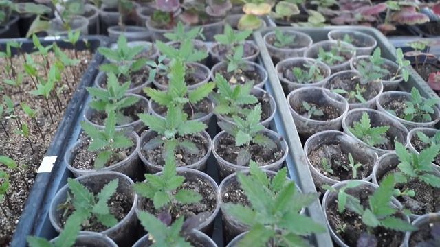 Моя теплица.Какие растения я выращиваю в теплице. смотреть онлайн