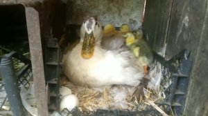 Голубой фаворит. Миф развеян. Утята породы Голубой Фаворит вывелись.