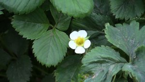 Тест видеокамеры Canon Legria HF- G30