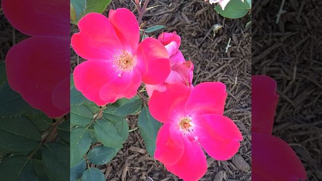 #ромашки#цветы #лето #тула #сад#красиво #солнечно#изящно #изумительно #инстаграм_порусски #фотодля смотреть онлайн