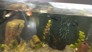 АКВАРИУМ 200 литров. Перезапуск