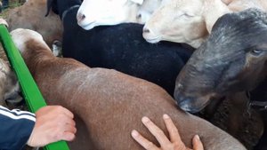 Ярмарка АРАШАНской породы овец || Новоя порода в Кыргызстане