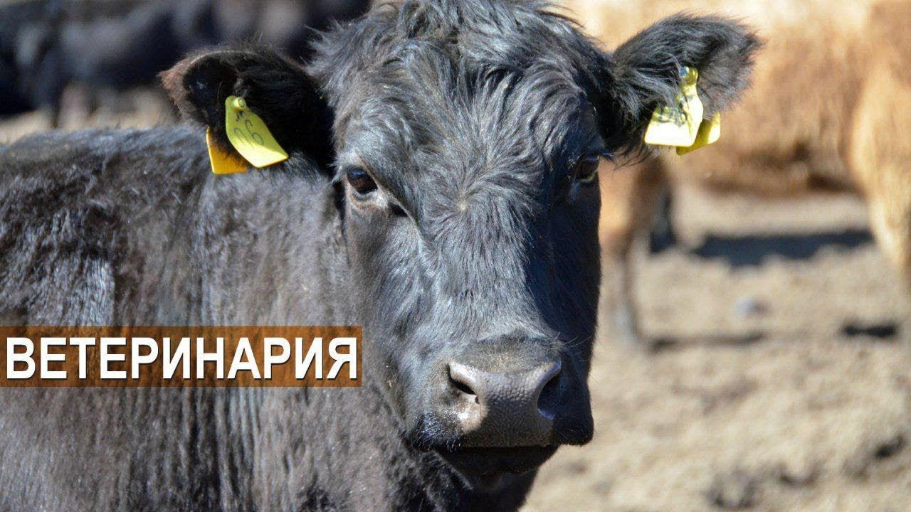 ЭкоФерма Горчичная поляна. Разведение КРС галловейской породы. Ветеринарное обслуживание