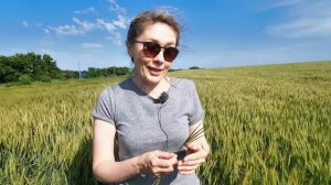 20.06.2021 г. Елена Дудкина. Эгилопс цилиндрический - новый сорняк наших полей.