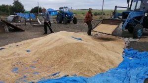 Грузим в бочку зерно трактором МТЗ 82