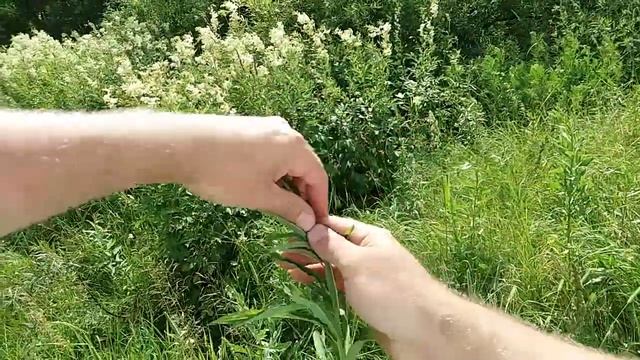 Сбор иван чая и лабазника смотреть онлайн