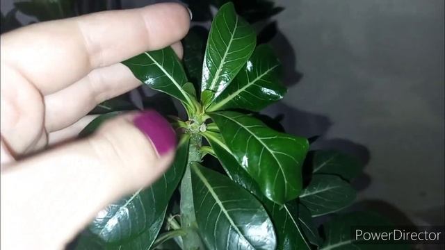 #адениумы Бонсай из адениума 1ч.//Готовлю адениумы к весне смотреть онлайн