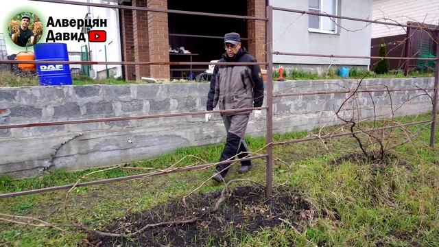 Обрезка и формировка запущенных кустов винограда