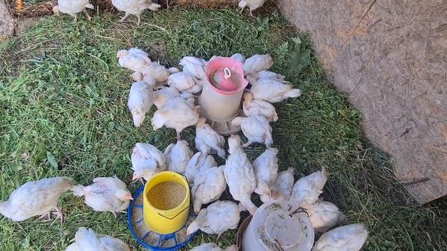 Индюшата бройлерные/Сколько купил/Зачем мне бройлеры/Какой комбикорм лучше смотреть онлайн