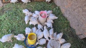 Индюшата бройлерные/Сколько купил/Зачем мне бройлеры/Какой комбикорм лучше