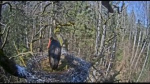 Черный аист