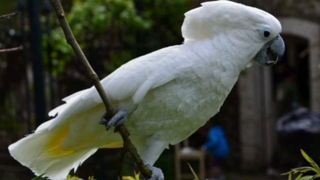 Белый какаду Альба смотреть онлайн
