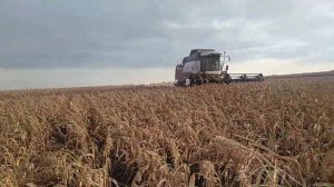 Уборка сорго