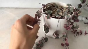 Церопегия Вуда , спустя 4 месяца + размножение. String of hearts. Propagation