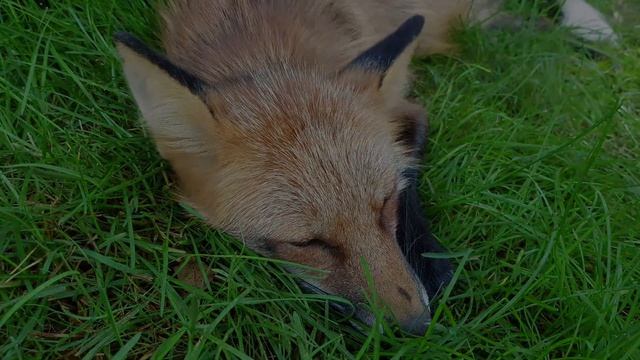 ЛИ СЯО. Алиса - Лиса. В жаркую погоду на прохладной траве. смотреть онлайн