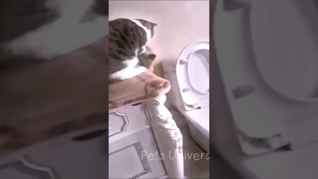 Ставь ЛАЙК если любишь котиков 💔😂 смотреть онлайн