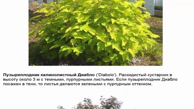 Пузыреплодник Популярные виды и сорта