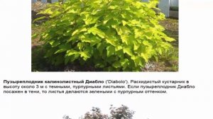 Пузыреплодник Популярные виды и сорта