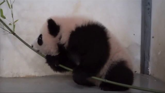 Бамбук-это окаЗывается ВКУСНО Московский ЗооПарк 👍🐼👀🔥🥰🤣baby panda Moscow zoo👍🐼👀🔥🥰🤣 смотреть онлайн