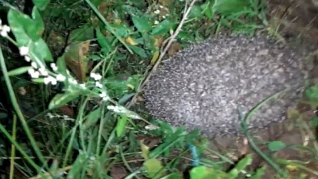 Как мы нашли дикого ёжика. Колючий ночной гость на даче смотреть онлайн