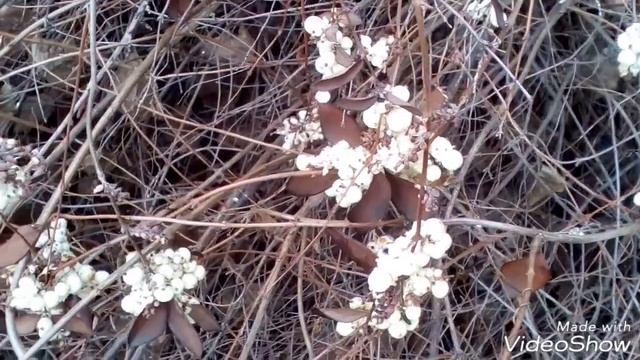 Белые ягоды в декабре. White berries in December. смотреть онлайн