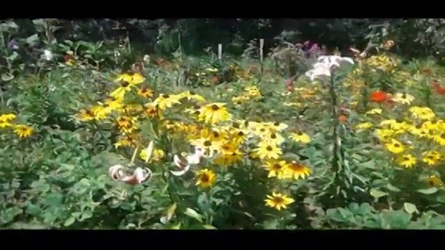 Поздние прекрасные высокие лилии деревья.Late beautiful tall lily trees смотреть онлайн